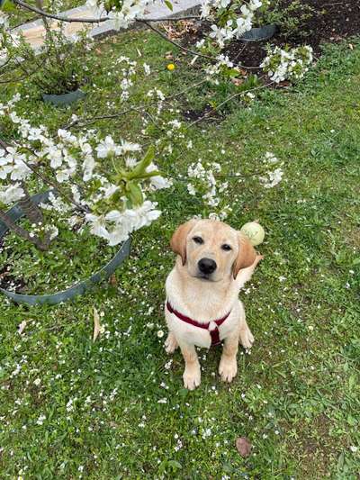 Die Dogorama Monats Challenge "Es grünt und blüht"-Beitrag-Bild