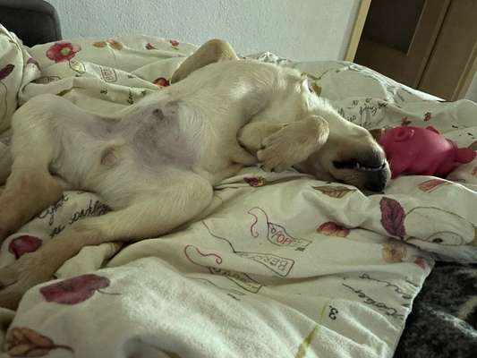 Zeigt mir die lustigsten Schlafpositionen eurer Fellnasen-Beitrag-Bild