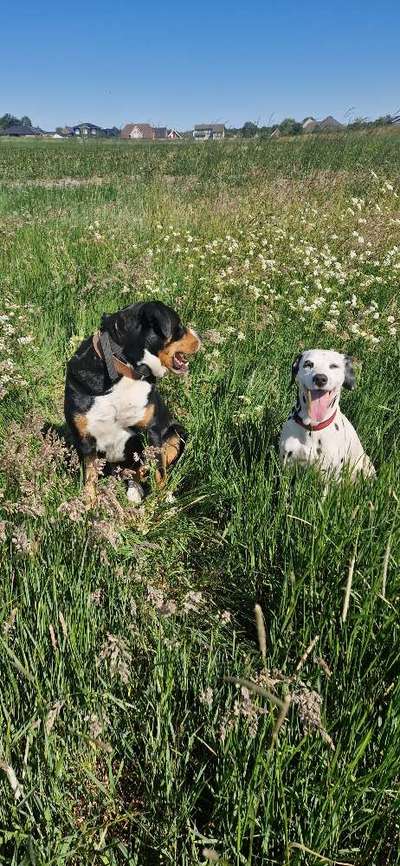 Hundetreffen-Treffen am Strand-Bild