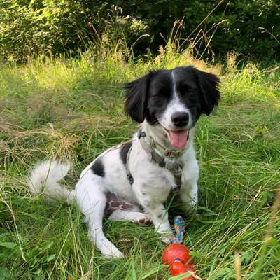 Hundetreffen-Spiel/Gassi Gruppe bei Ostpark nach der Arbeit-Bild