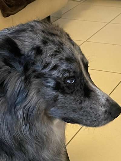 Mischlingshunde Foto Aufruf-Beitrag-Bild