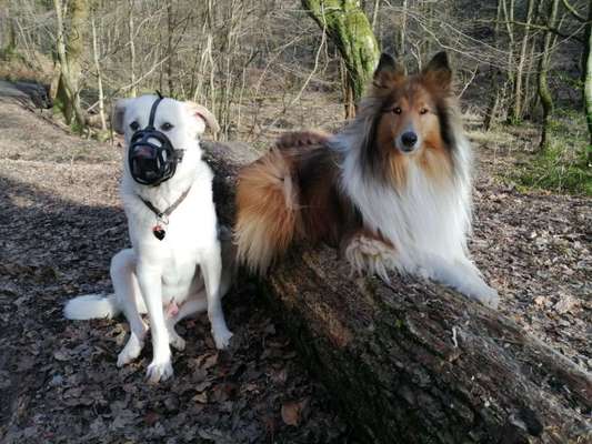 Hundetreffen-Treffen in Wuppertal-Bild