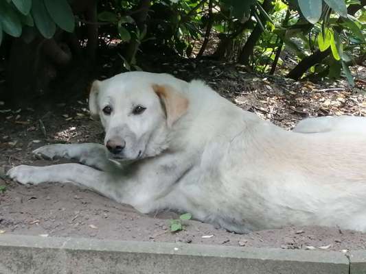 Auslandstierschutz-Beitrag-Bild