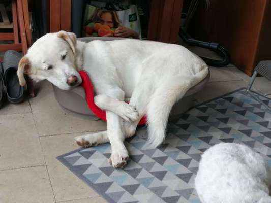 Dogorama Photo Challenge - Fail/Outtakes-Beitrag-Bild