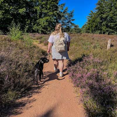 Hundetreffen-Trainingspartner gesucht 🕺🏻 - ❗Kein Spiel/kein direkter Hundekontakt❗-Bild