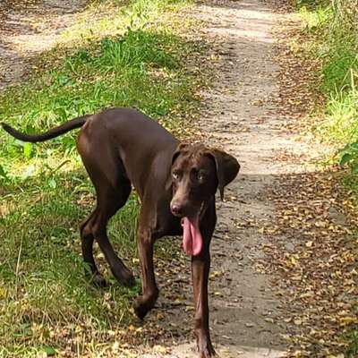 Hundetreffen-Junghund Spaziergang Nähe oberer Beetzsee-Bild