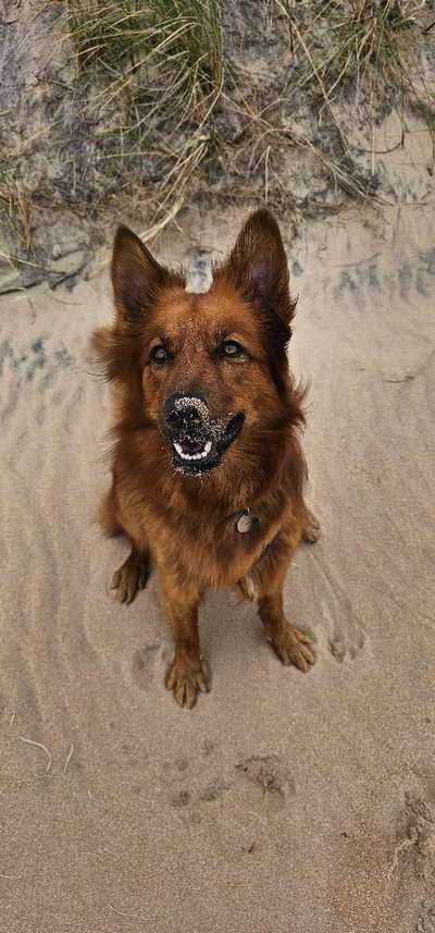Hundetreffen-Spiel- und Wanderfreunde gesucht-Bild