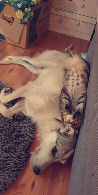 Fotochallenge Nr. 51 "Euer Hund mit anderen Tieren"-Beitrag-Bild