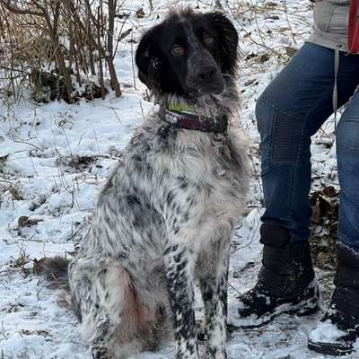 Hundetreffen-Gassi gehen-Bild