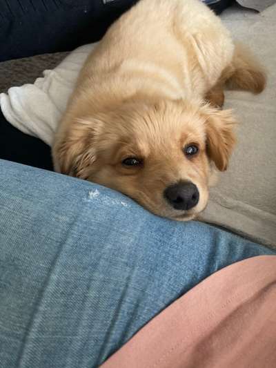 CHALLENGE NR. 19 - Der Hundeblick-Beitrag-Bild