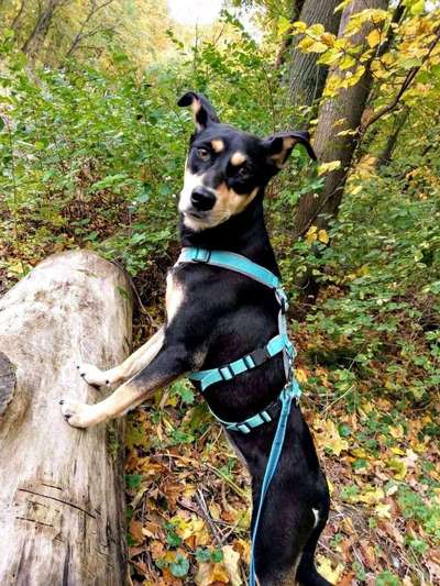 Mischlingshunde Foto Aufruf-Beitrag-Bild