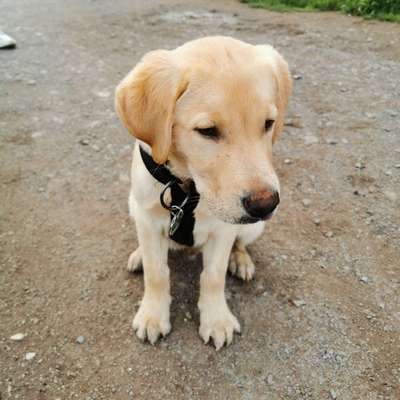 Hundetreffen-Welpen/Junghund treff