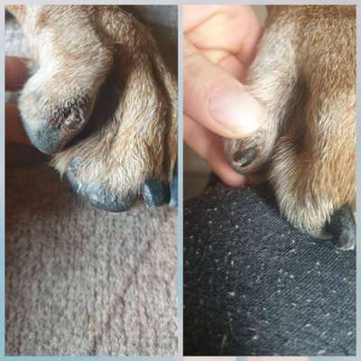 Abgerissene Kralle-Beitrag-Bild