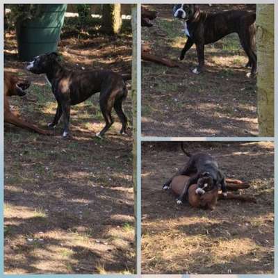 König der Qualzuchten - Cavalier King Charles Spaniel-Beitrag-Bild