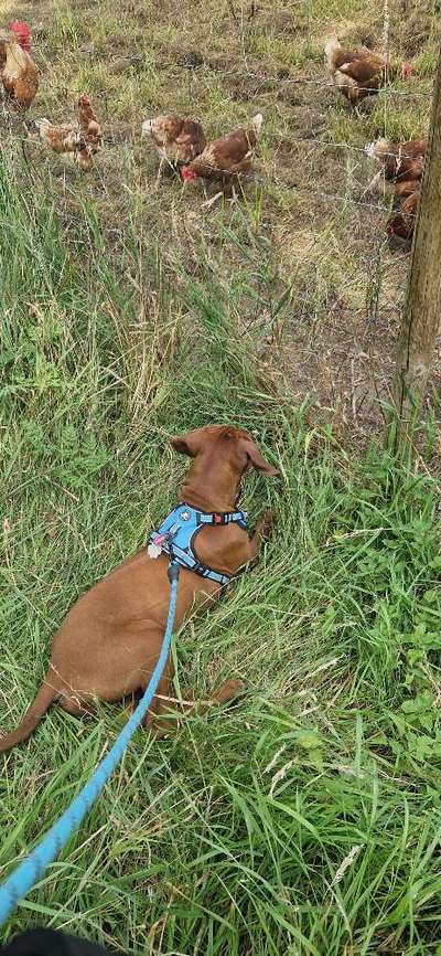 57. Impulskontrollchallenge (Zweiter Anlauf): Tiere beobachten-Beitrag-Bild