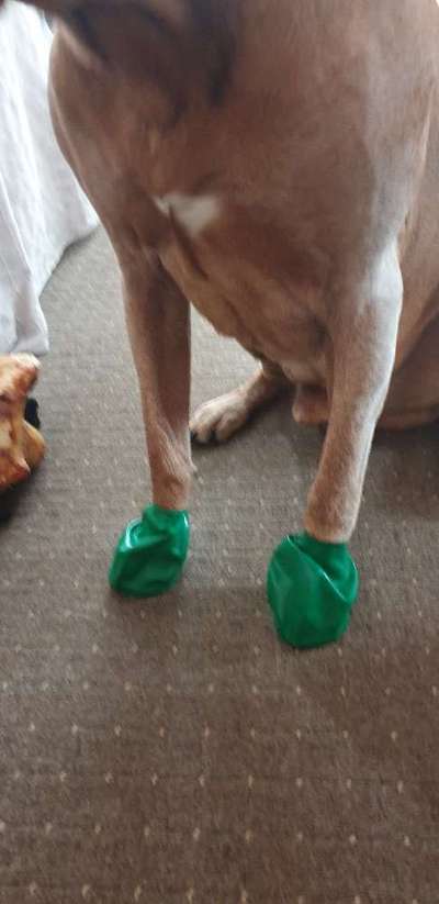 Hundesocke draußen-Beitrag-Bild