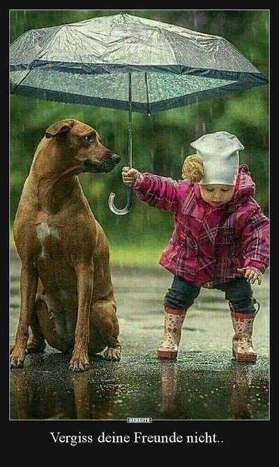 Berührende Hunde Bilder/Videos-Beitrag-Bild