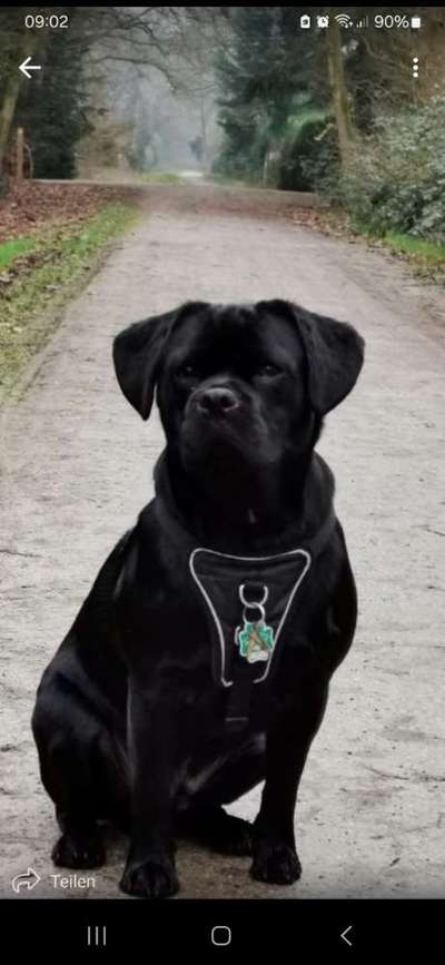 Neue Trendrasse - Bullydor und co.-Beitrag-Bild