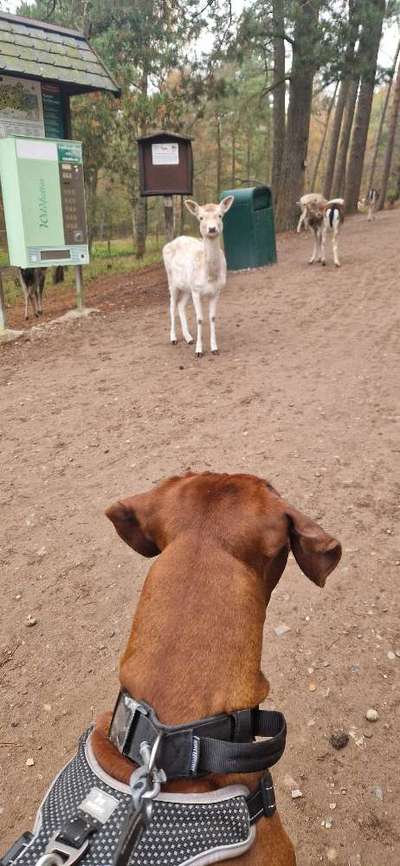 57. Impulskontrollchallenge (Zweiter Anlauf): Tiere beobachten-Beitrag-Bild
