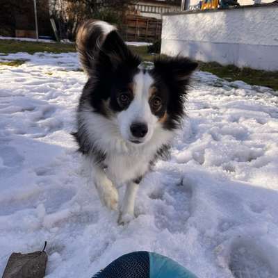 Hundetreffen-Spielstunde