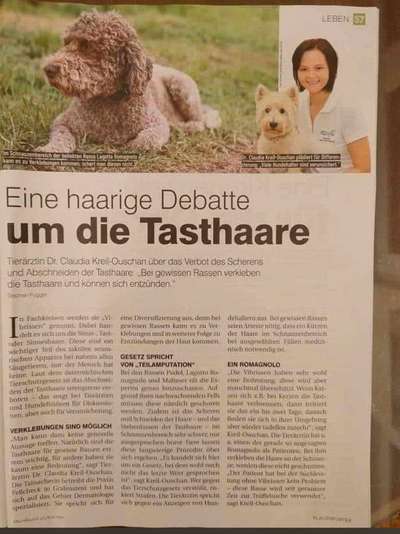 Alles rund um den Pudel-Beitrag-Bild