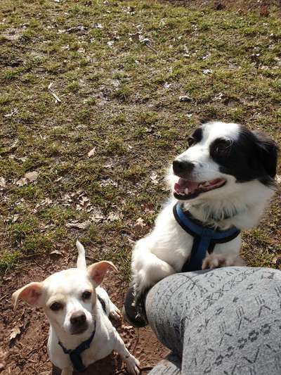 Mehrere Hunde zuhause !-Beitrag-Bild