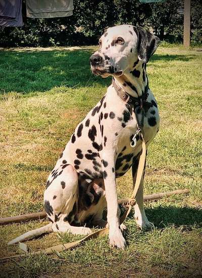 Dein Hund im Dogorama-Kalender 2021-Beitrag-Bild