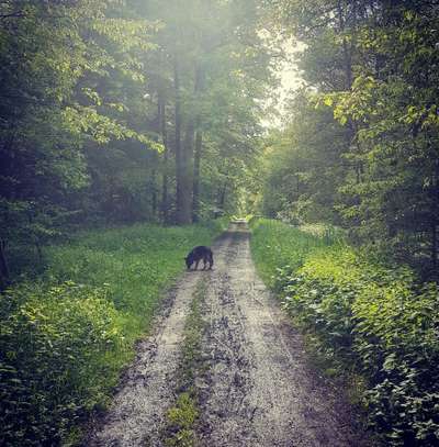 Die Dogorama Kalender Challenge Teil 1/4-Beitrag-Bild