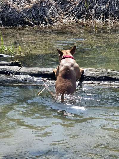 Dogorama-Monats-Challenge-Mai "Wasser"-Beitrag-Bild