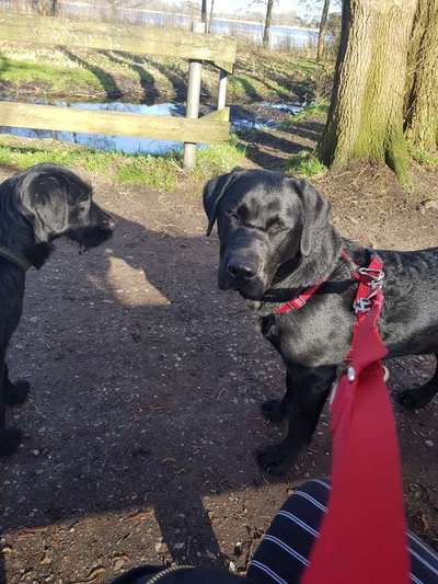 Dogorama Photo Challenge - an der Leine-Beitrag-Bild