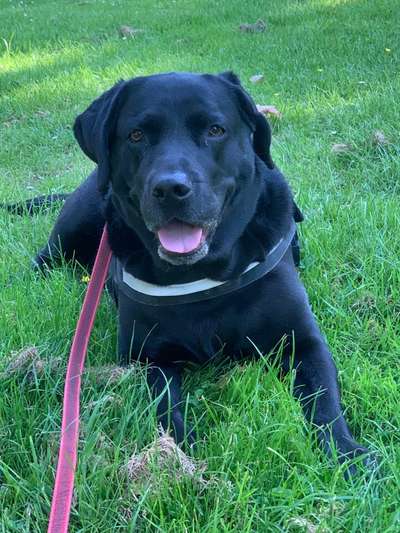 Labradorfans-Beitrag-Bild