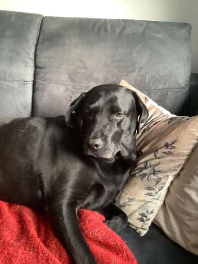 Labradorfans-Beitrag-Bild