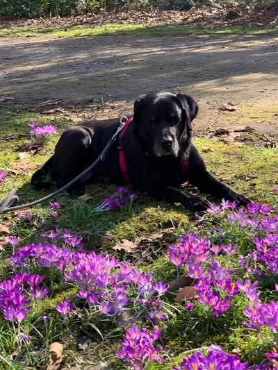 Labradorfans-Beitrag-Bild