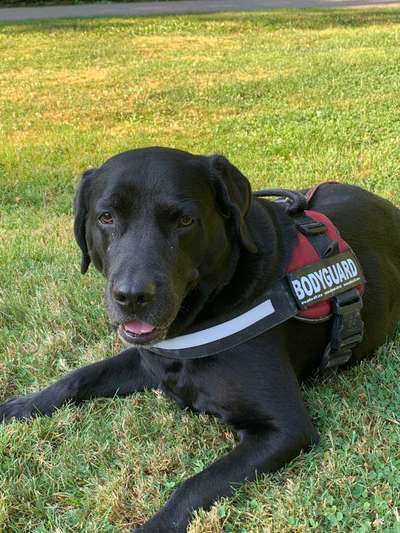 Labradorfans-Beitrag-Bild