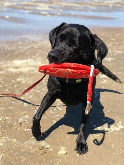 Dogorama Photo Challenge - Apportieren-Beitrag-Bild