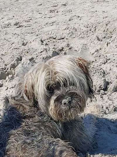 Dein Hund im Dogorama-Kalender 2021-Beitrag-Bild