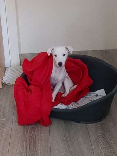 Dein Hund im Dogorama-Kalender 2021-Beitrag-Bild