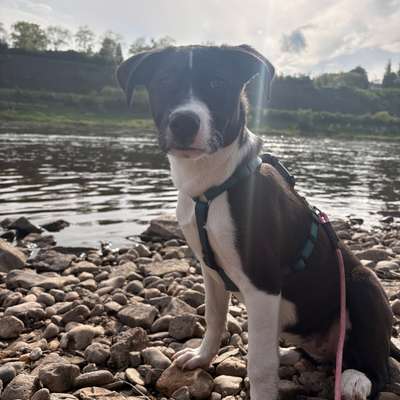 Hundetreffen-Welpen / Kleinhundetreffen-Bild