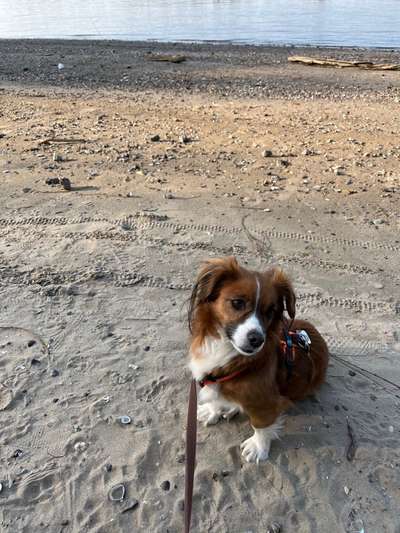 Kooikerhondje-Beitrag-Bild