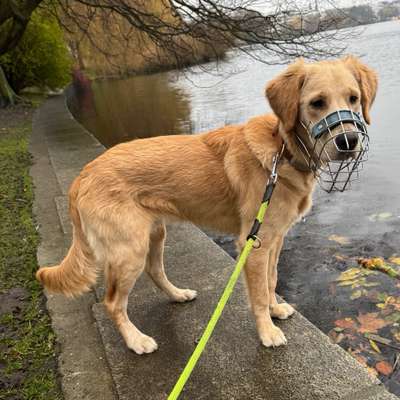 Hundetreffen-Social Walk | PlayDate | Training-Bild