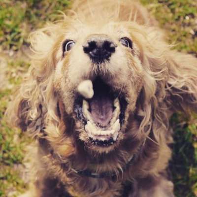 Die Dogorama-Wochen-Challenge "Die schönste Grimasse"-Beitrag-Bild