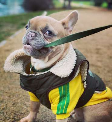 Hundetreffen-Spielpartner gesucht-Bild