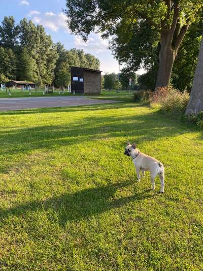 Hundeauslaufgebiet-Stadtbruch Volkmarsen-Bild