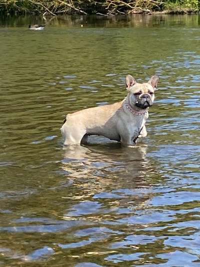 Hundeauslaufgebiet-Wehr Fritzlar-Bild