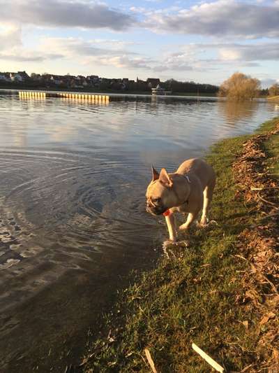 Hundeauslaufgebiet-Twistesee-Bild