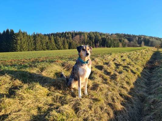 Collies gesucht-Beitrag-Bild