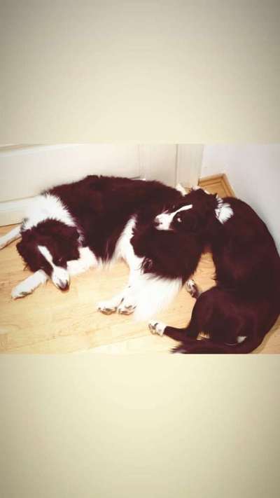 Zeigt uns das 6. Bild von eurem Hund in eurer Galerie-Beitrag-Bild