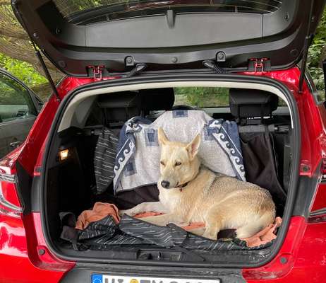 FOTOCHALLENGE 70 - Dein Hund im Auto-Beitrag-Bild