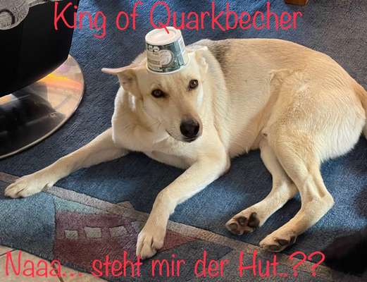 Postet das beste Foto von euren 4 beinern-Beitrag-Bild