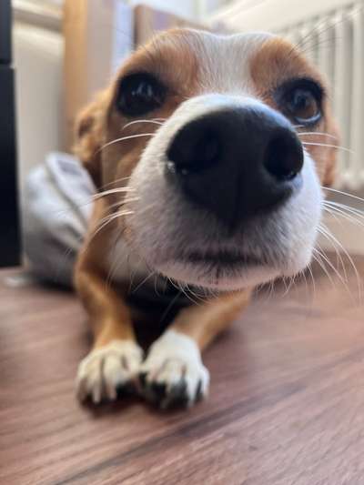 Hundetreffen-Hundebegegnungen üben-Bild